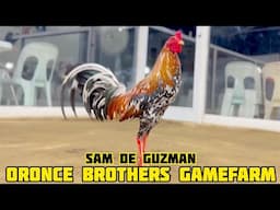 SPANGEL ROUNDHEAD - ORONCE BROTHERS GAMEFARM