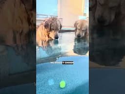 Golden Retrievers vs Sunk Ball - Ozzy Man Quickies