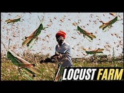 Inside The Hidden World Of Locust Farming | A Sustainable Food Revolution