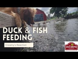 Duck and Fish Feeding with our Dog CREAMY |Old Grove Farmstead