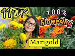 🔴MARIGOLD COMPLETE PLANT CARE TIPS TO MAKE BUSHY & FLOWERING/गेंदे के पौधे / GENDA PLANT #marigold