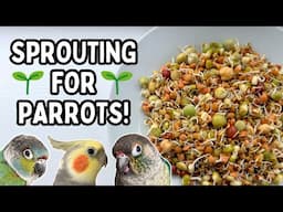 How to Sprout Seeds for Your Parrot | Sprouting for Pet Birds - Healthy Food | BirdNerdSophie