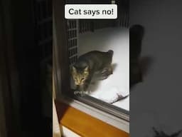 Funny Cats Reaction to Cold part 2 🤭😂 #funnycat #cat #catreaction