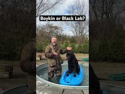 Boykin Spaniel or Black Labrador Retriever? #boykin #labrador