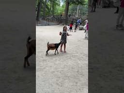 Feeding Goats #goats