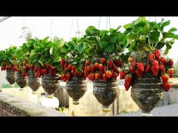 Strawberry Growing Secrets That Millions Of People Don't Know