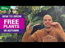 How to grow FREE PLANTS this Autumn