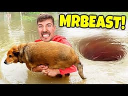 7 YouTubers Who SAVED ANIMALS LIVES! (MrBeast, Unspeakable, Aphmau)