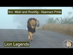 Lion Legends  🦁 Senior Mbiri and Rockfig of the Nsemani Lion Pride