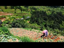 Life in the Unseen Villages of Eastern Nepal | Multiple Village Activities of East Nepal