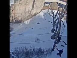 Chimps explore snowy outdoor habitat at Saint Louis Zoo