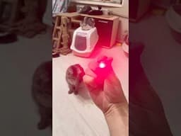 New laser pointer for cats