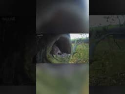 Barn owl fledglings mobbed by tawny owls