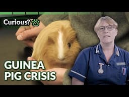 Guinea Pig’s Battle with Kidney Issues | Inside The Vets