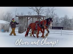 FIRST EVER Rescued Clydesdale & MFT STALLION Team!!!