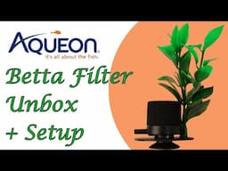 Aqueon Betta Sponge Filter Unboxing and Setup! | Betta Filter with Natural Plant