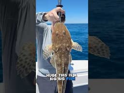 VEXED Micro Meat catches Monster Flathead! #fishing #bigfish #fish