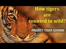 Project Tiger - How Tigers are counted?