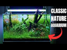 I MADE AN ''ADA INSPIRED'' AQUASCAPE FOR MY FAVOURITE NANO FISH!