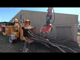 Saving a building from a tree