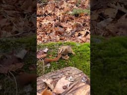 Red Squirrel eating a nut! 🌰