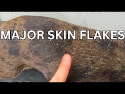 Frenchie With MAJOR Skin Flakes