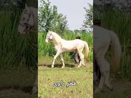 Fakhar-e-Ravi breeder horse of Rai Umar Daraz #horse #orientalhorsesofpakistan #horselover