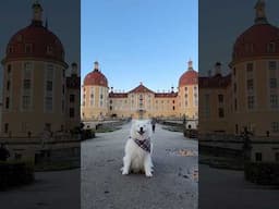 Samoyed with dancing ears 🏰😍 #dog #samoyed #earwiggles #dancingears