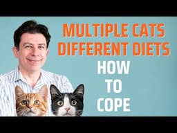 Multiple Cats, Different Diets - how to cope