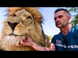 Lion Meets Bug | The Lion Whisperer