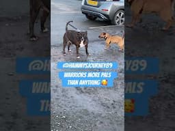 #dogplaying #happydogs #hammysjourney89 @Hammysjourney89