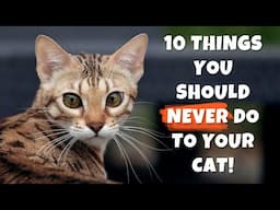 10 things you should never do to your cat!