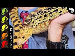 Bullsnake, The Best Pet Snake?