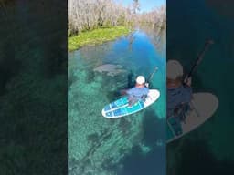 Florida!!! 🤩 Paddle Boarding Silver Springs State Park 💙🥔🐊🌿🐦🐢🐒