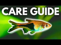 How to Care For Harlequin Rasboras (And Espei Rasboras) | Beginner Guide