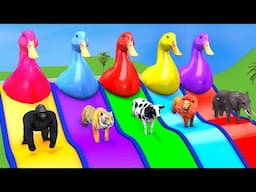 Elephant Cow Tiger Lion Buffalo Hippo, 3d Animal Long Slide Game, 3d Fountain Crossing Animals Game