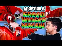 I Adopted a Green Winged Macaw! MEET CLEO! 🦜