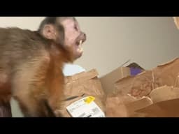 Monkey Mail Time! LIVE