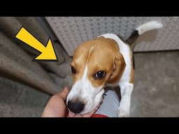 Signs Your Beagle Sees You as Their Mom or Dad