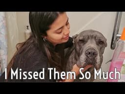 I Left the Dogs for the First Time - Living with a Cane Corso