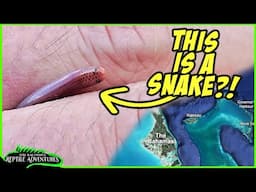 I FOUND THE WEIRDEST SNAKE IN THE BAHAMAS! Bahamas herping adventure!