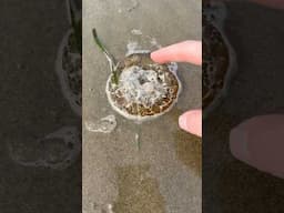 Rescuing Jellyfish Covered in Foam! #animals #nature #shorts