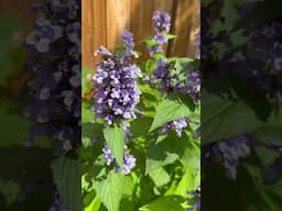 Nepeta Prelude Blue in full bloom!  #catmint   I love the size and sturdiness of it!