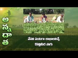 Summer coriander farming for good profits | వేసవి పంటగా లాభాలనిచ్చే కొత్తిమీర సాగు | ETV