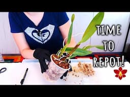 Repotting the first Cattleya Orchid seedling that outgrew her pot!