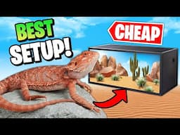 Best Bearded Dragon Setup on a Budget!