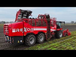 Bieten oogst 2024 met GRIMME REXOR 6300. Loonbedrijf Stevens Wildervank.  4K.