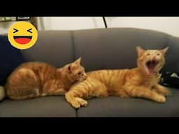 Best Funniest Cat Videos I Found on Sunday 😻