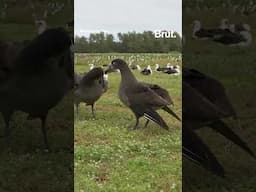 Happy seabirds reunite with mates