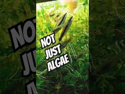 ALGAE EATERS Don't Just Eat ALGAE #tropicalfishtank  #fishaquarium #aquariumfish  #aquariumlovers